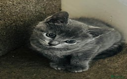 British Shorthair cats for sale: British Shorthair kitten- Female  - Image 5