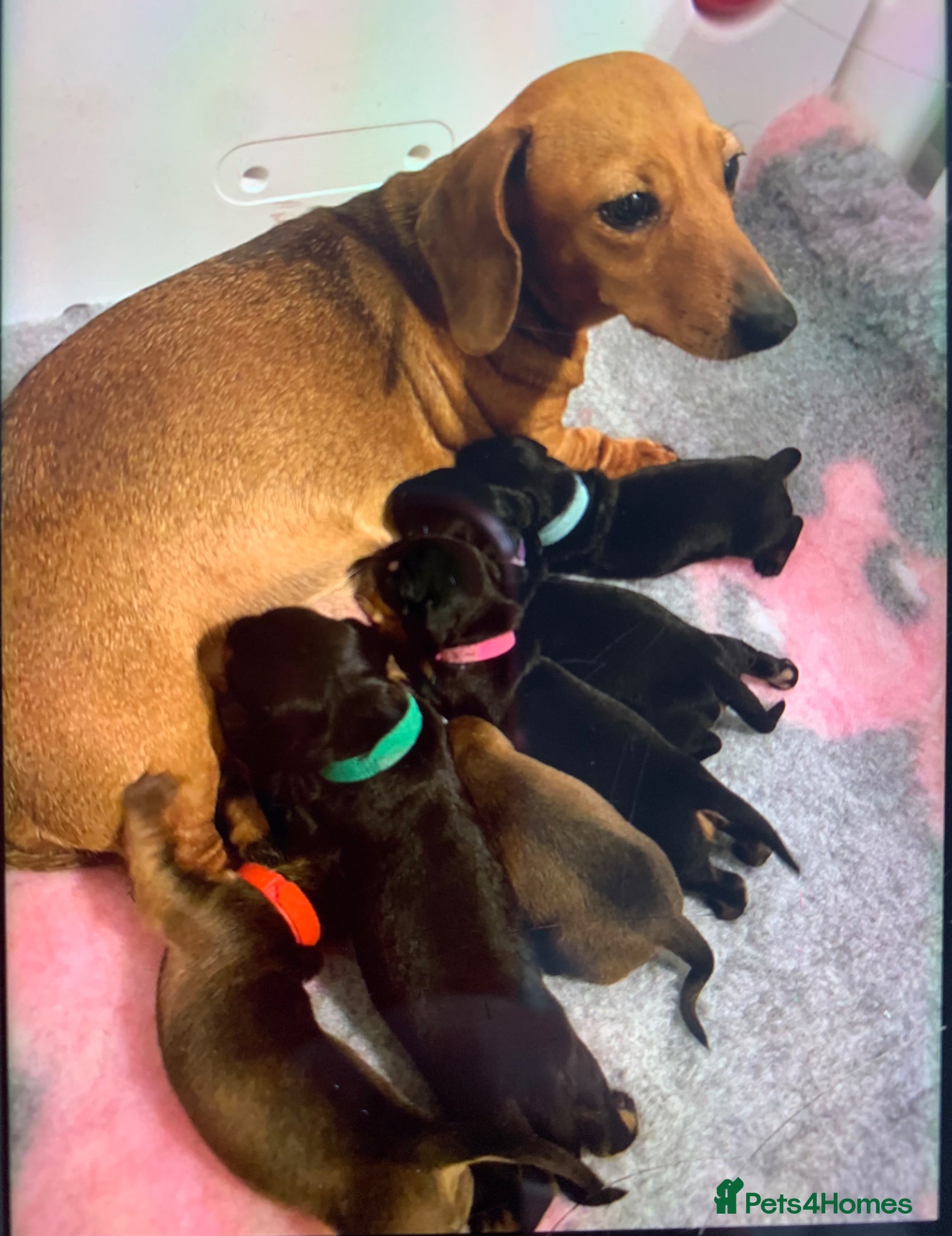 Dachshund dogs KC Miniature Smooth haired Dachshund  - Advert 1