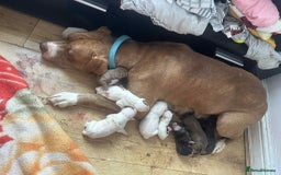 American Bull Staffy dogs for sale: 500 each American staffys - Image 2