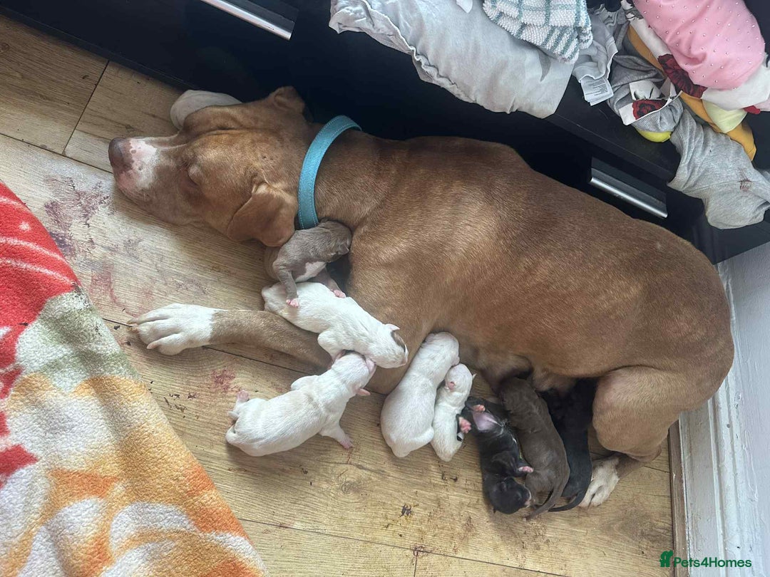 American Bull Staffy dogs for sale: 500 each American staffys - Image 2