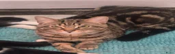 Mixed Breed cats for sale: Tiger - Advert 3