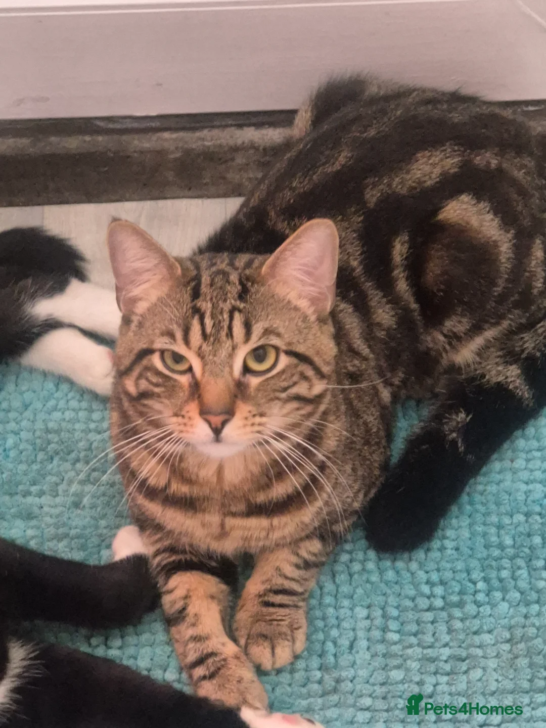 Mixed Breed cats for sale: Tiger - Advert 3