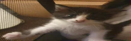 Mixed Breed cats for sale: Adorable Tabby Girl and Black & white Boy  - Advert 10