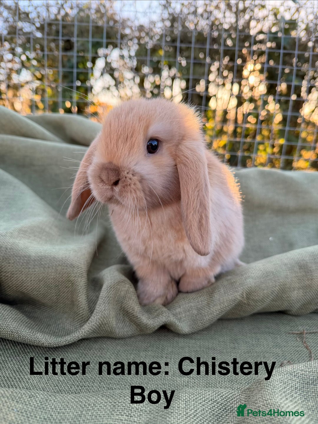 Mini Lop rabbits for sale: Mini Lop bunnies  - Advert 22