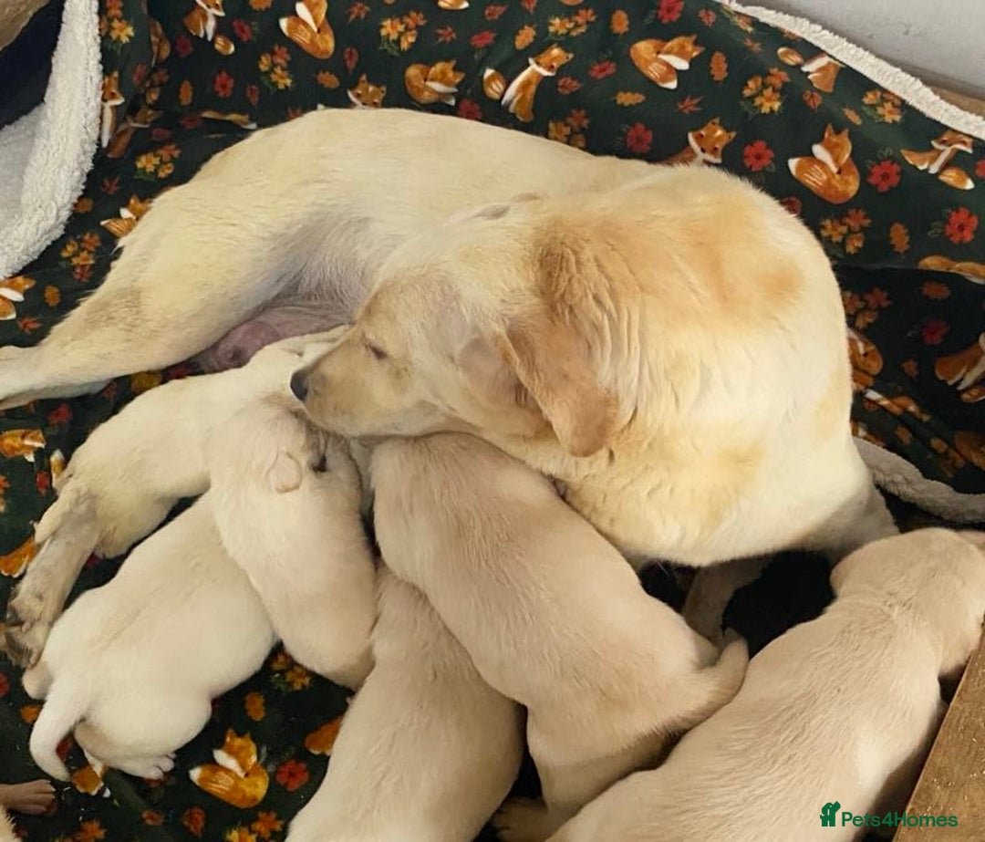 Labrador Retriever dogs for sale: Chunky Labradors  - Image 4