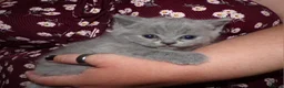 British Shorthair cats for sale: 💜 Precious Litter Of BSH Kittens 💜 - Advert 20