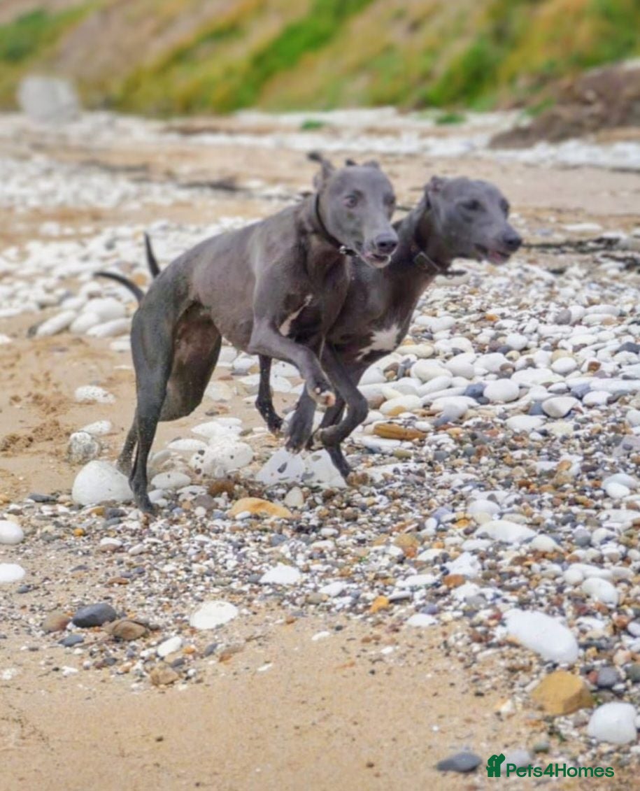 Whippet dogs Beautiful KC Registered Blue Whippet pups for sale - Advert 2