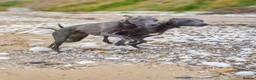 Whippet dogs for sale:  Beautiful blue whippet pups ror sale - Advert 9