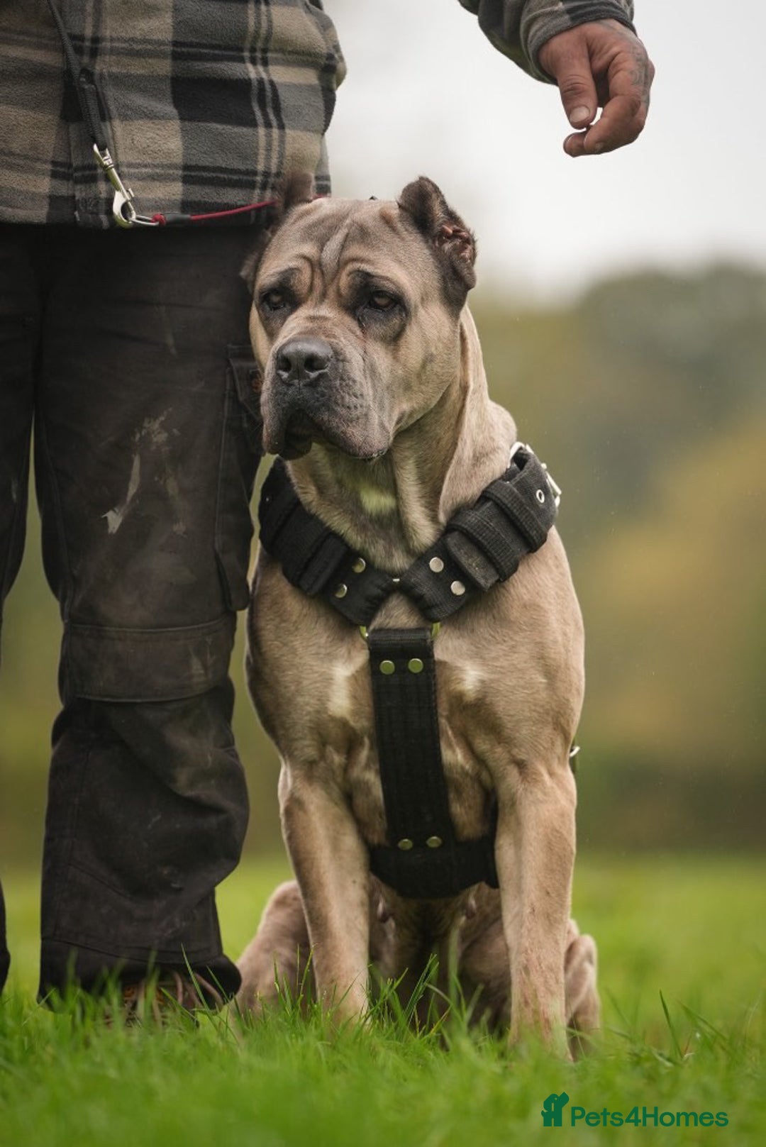 Cane Corso dogs for sale: ‼️Champion ICCF, health tested cane corso litter‼️ - Image 2
