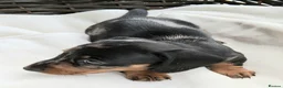 Miniature Dachshund dogs for sale: KC REG. PRA CLEAR - Advert 11