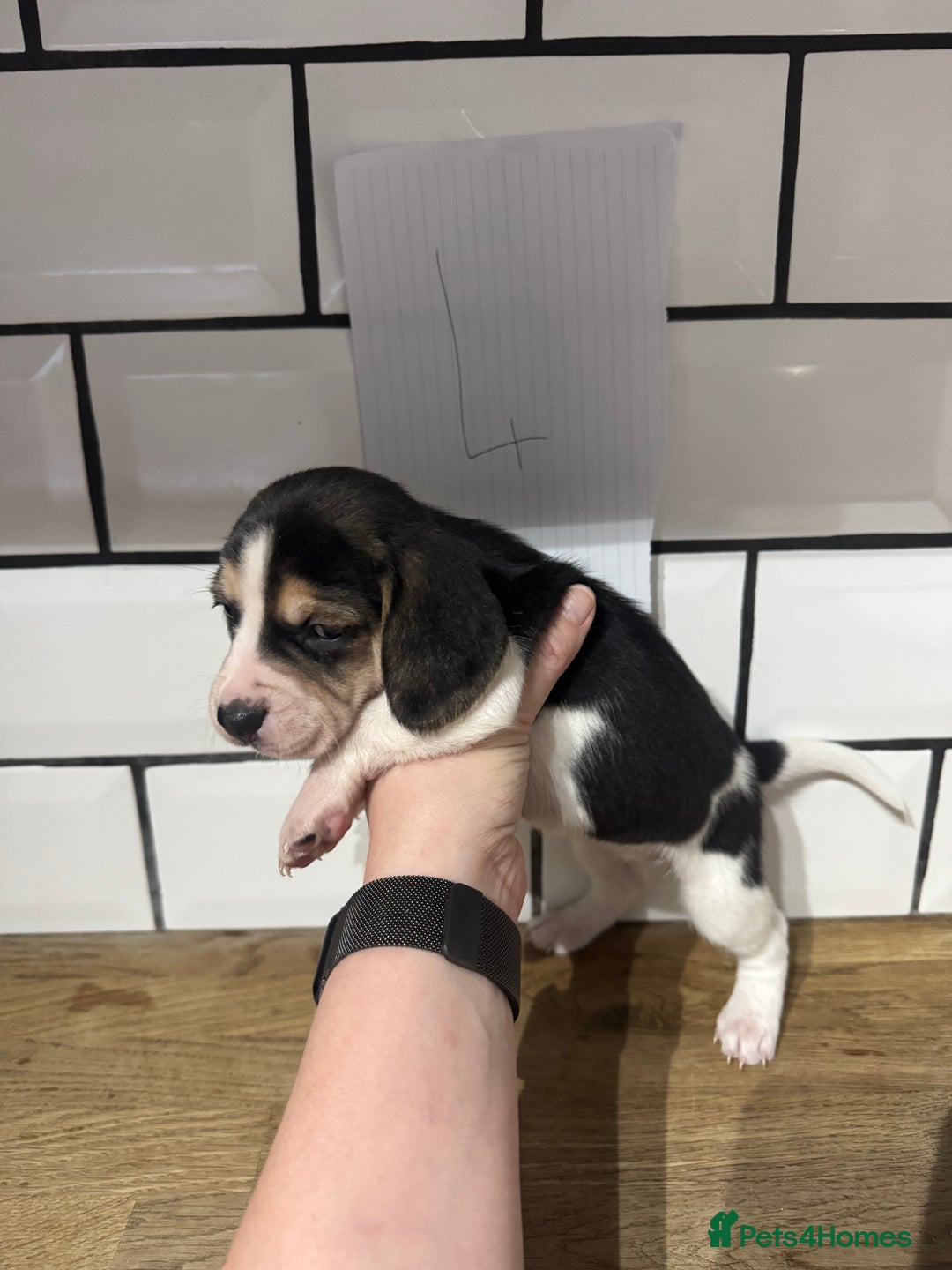 Beagle dogs for sale: Beautiful beagle puppies  - Advert 21