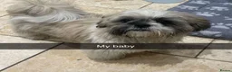 Shih Tzu dogs for stud: Shih tzu (Walter) - Advert 2