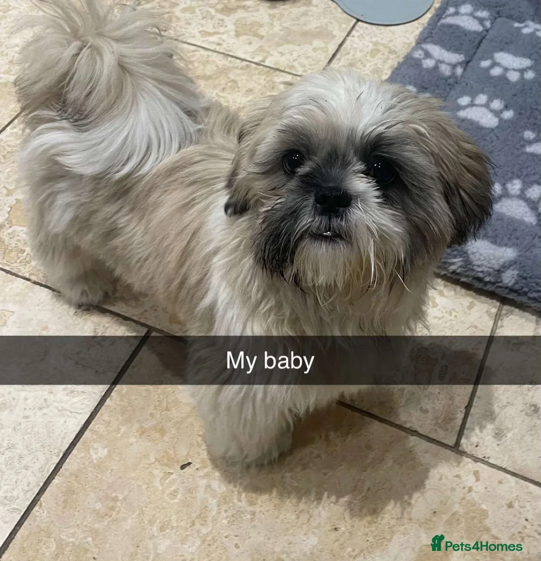 Shih Tzu dogs for stud: Shih tzu (Walter) - Advert 2