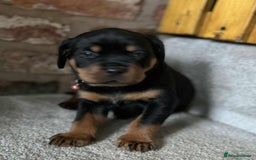 Rottweiler dogs for sale: Beautiful Rottweiler puppies  - Image 21