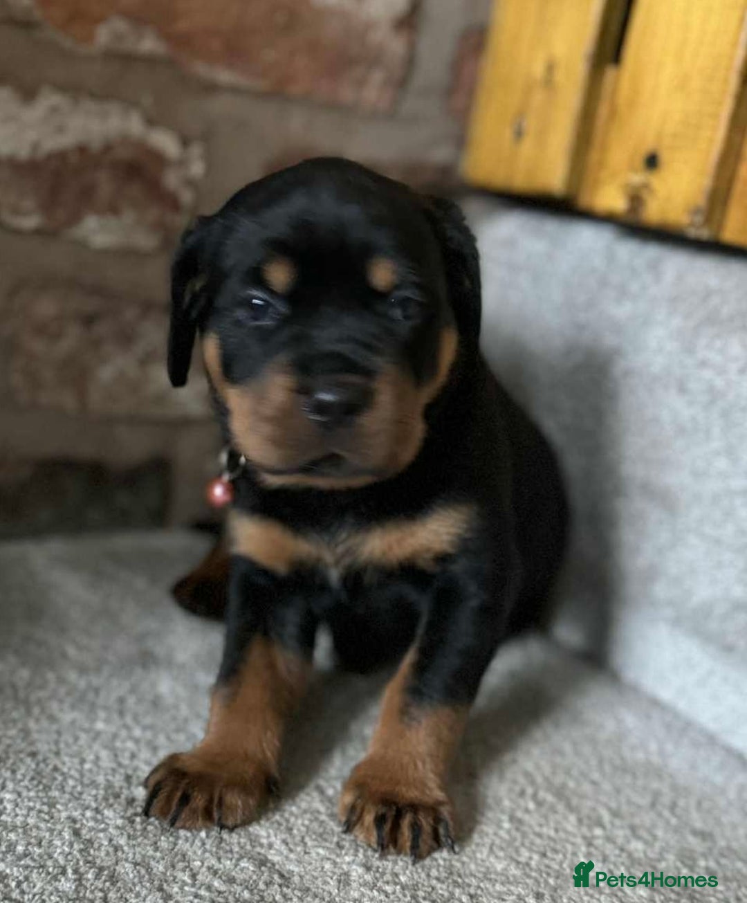 Rottweiler dogs for sale: Beautiful Rottweiler puppies  - Image 21