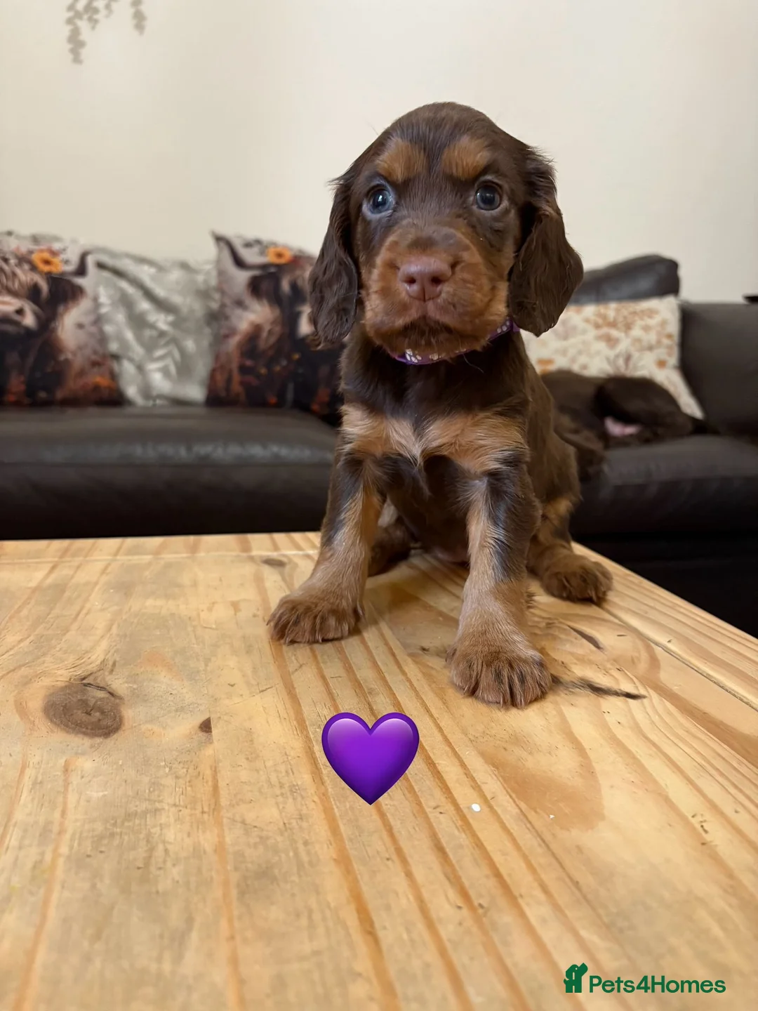 Cocker Spaniel dogs for sale: Working Cocker Spaniel Puppies 5 weeks old - Advert 7