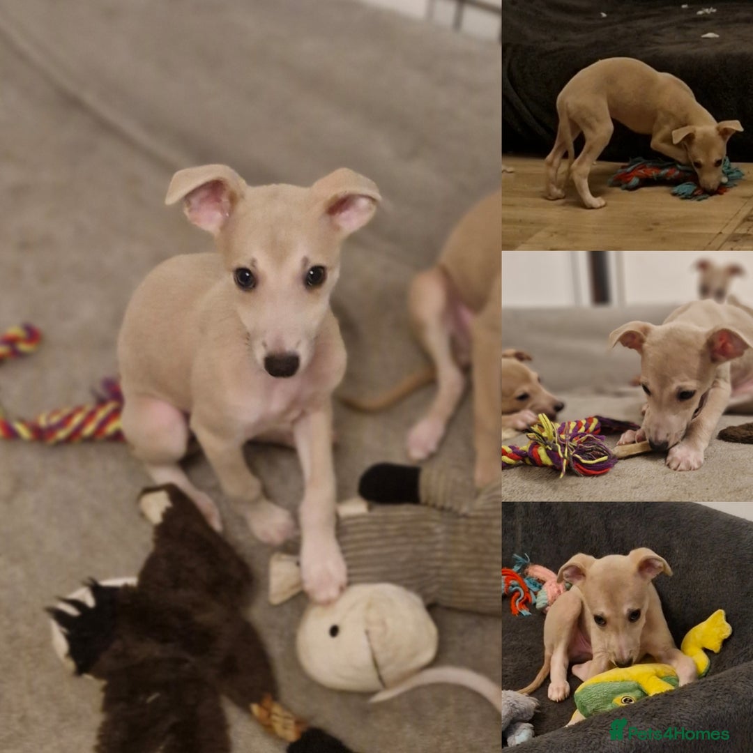 Whippet dogs for sale: Last Small KC Whippet Vaccinated & Looking 4 Love - Advert 1