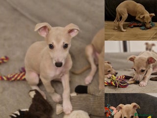 Whippet dogs Last Small KC Whippet Vaccinated & Looking 4 Love - Advert 4