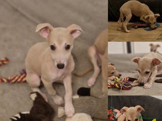 Whippet dogs Last Small KC Whippet Vaccinated & Looking 4 Love - Advert 6