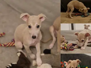 Whippet dogs Last Small KC Whippet Vaccinated & Looking 4 Love - Advert 5