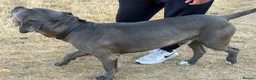 Cane Corso dogs for stud: Proven large cane corso stud - Advert 4