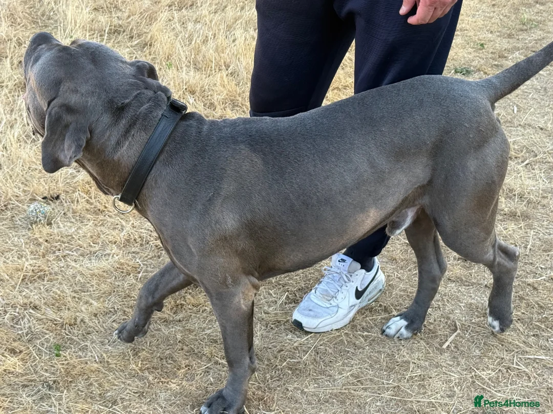 Cane Corso dogs for stud: Proven large cane corso stud - Advert 4
