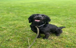 Cocker Spaniel dogs for sale: Brockwell Gundogs - Image 4