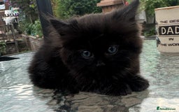 Ragdoll cats for sale: Mink Ragdoll - Image 7