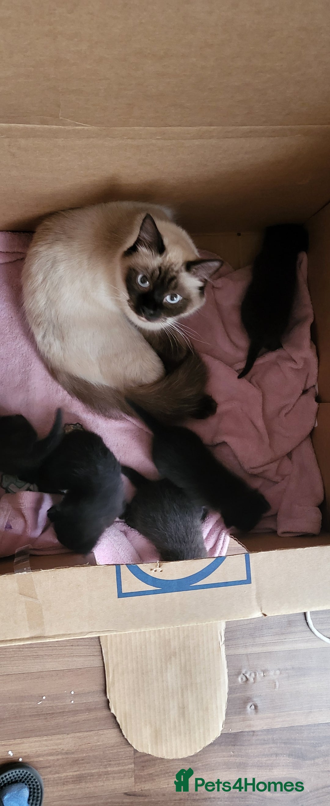 Ragdoll cats for sale: Kittens for sale - Image 11