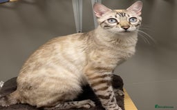 Bengal cats for sale: Gorgeous Lynx Retired Bengal Queen TICA Reg - Image 2