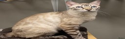 Bengal cats for sale: Gorgeous Lynx Retired Bengal Queen TICA Reg - Advert 2