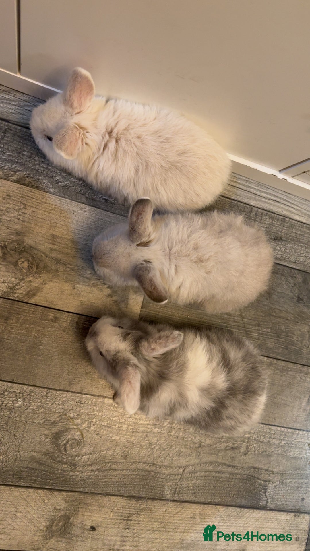 Mixed Breed rabbits for sale: Mini lop X lion head bunnies  - Advert 6