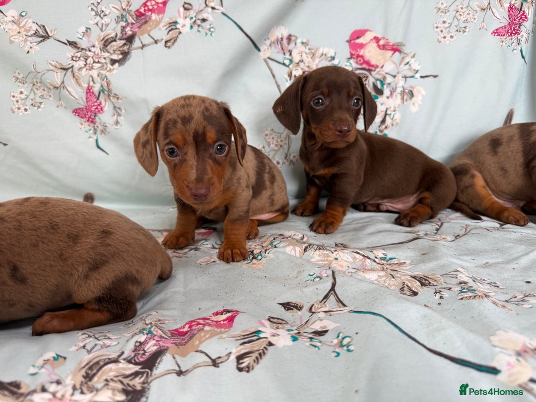 Miniature Dachshund dogs for sale: Dachshund puppy’s for sale - Image 15