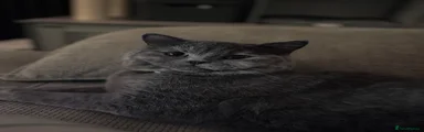 British Shorthair 1