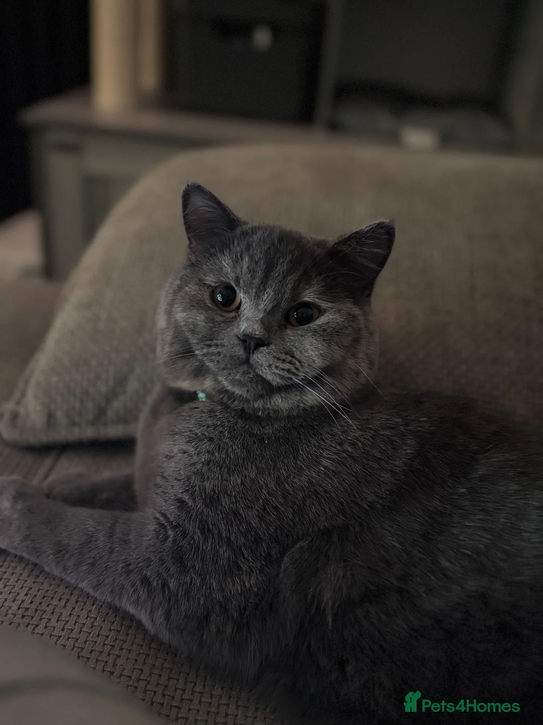 British Shorthair cats for sale: Pedigree British Shorthair Female – Layla - Advert 2