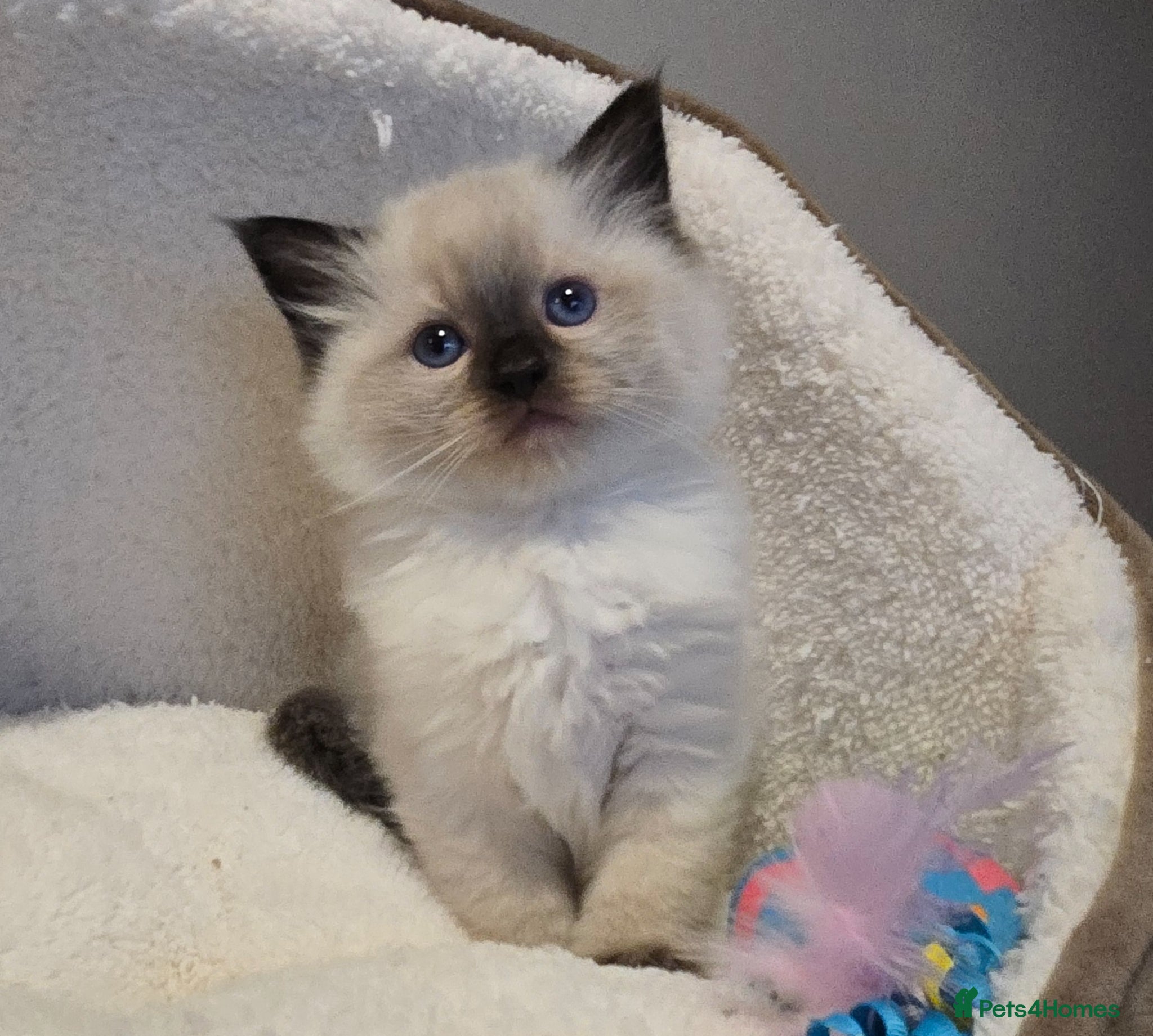 Ragdoll cats Gorgeous Pedigree chunky ragdolls - Advert 6