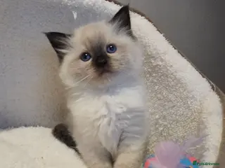 Ragdoll cats Gorgeous Pedigree chunky ragdolls - Advert 1