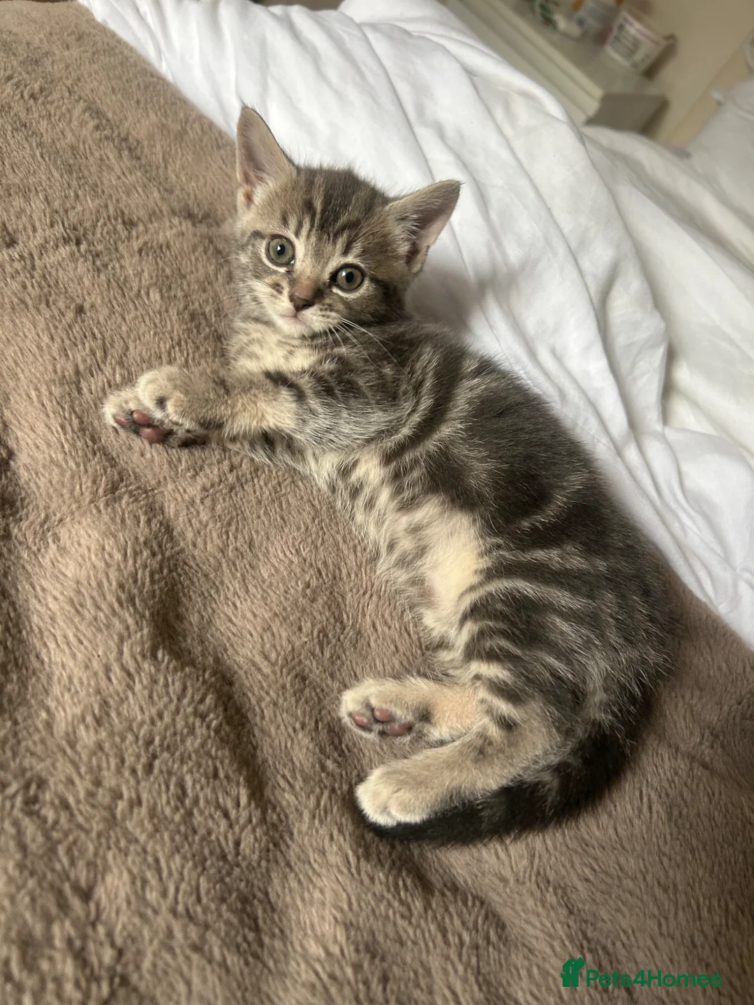 Mixed Breed cats for sale: Beautiful kittens  - Advert 2