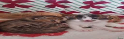 Mixed Breed cats for sale: Norwegian forest cross kittens - Advert 5