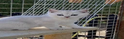British Longhair cats for sale: ⭐️ BEAUTIFUL BLH & BSH FEMALE KITTENS   ⭐️ - Advert 4