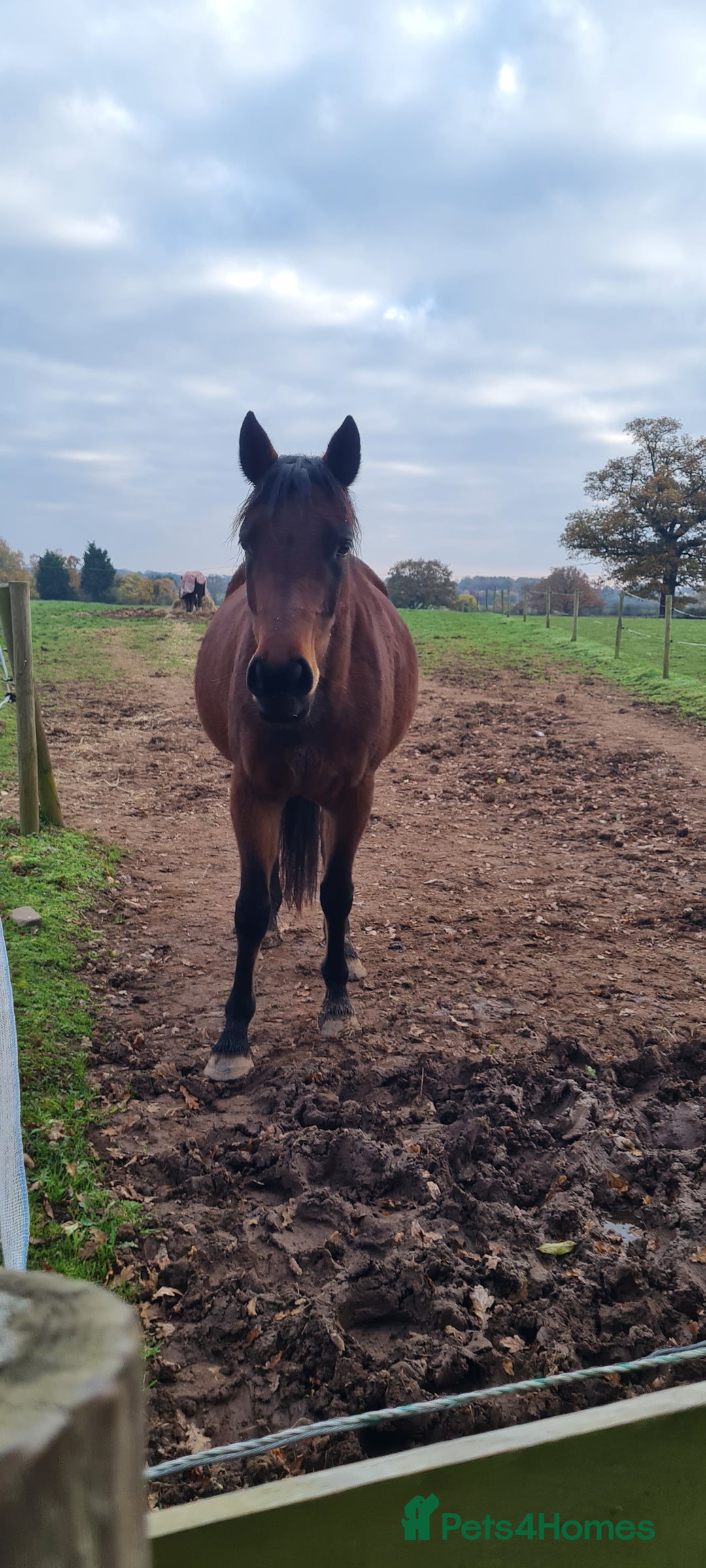 Welsh Section D horses for sale: Bartonhouse charlotte(charlie)15.1 welsh part bred - Image 2