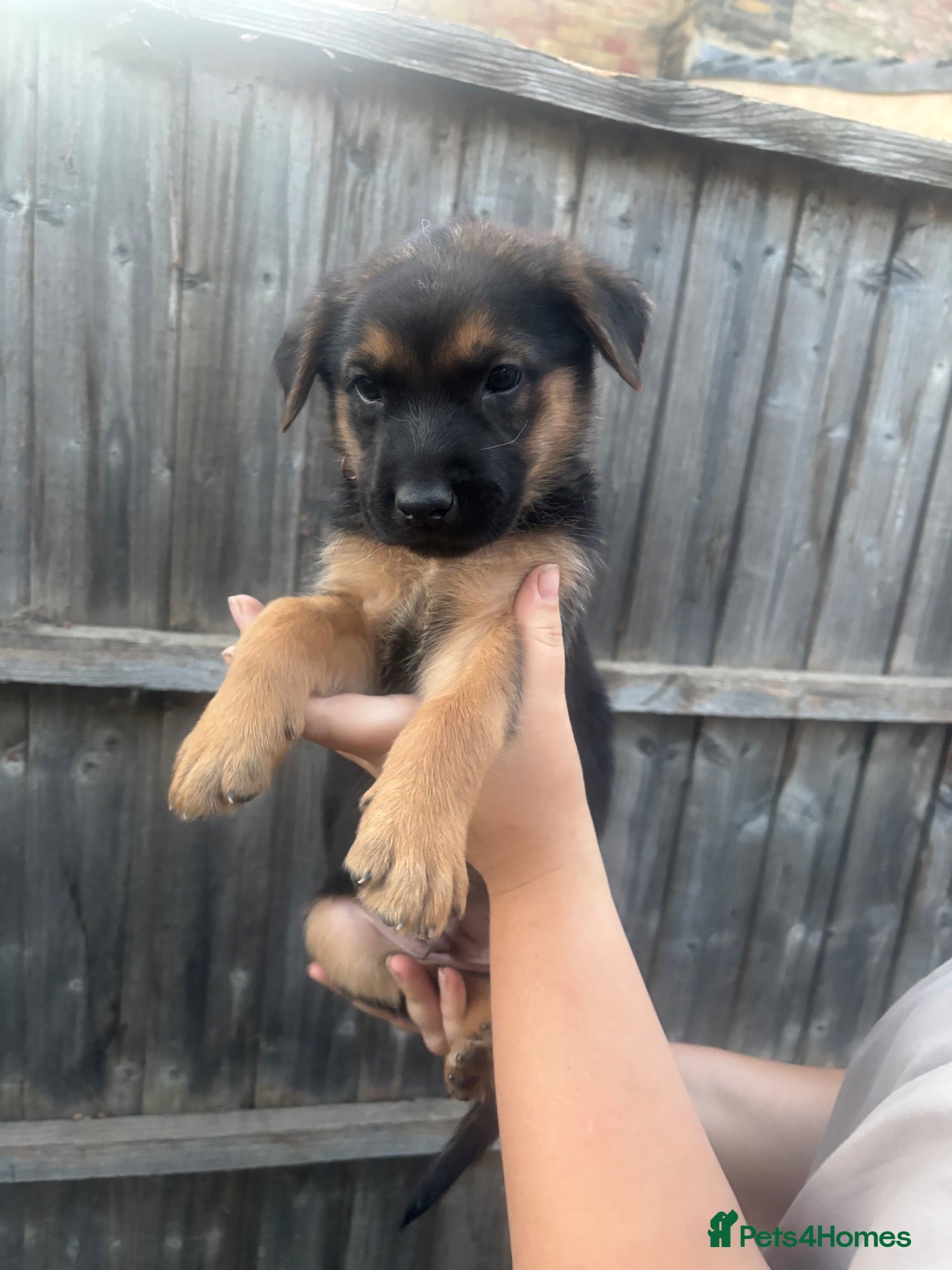German Shepherd dogs Dutch X German Shepherd pups - Advert 18