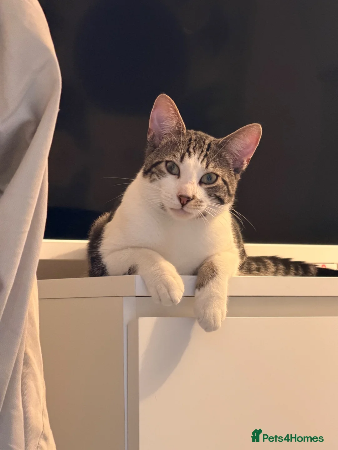 British Shorthair cats for sale: Mr. Olly in Dagenham - Advert 1