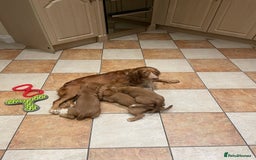 Cocker Spaniel dogs for sale: Cocker spaniel puppies  - Image 14