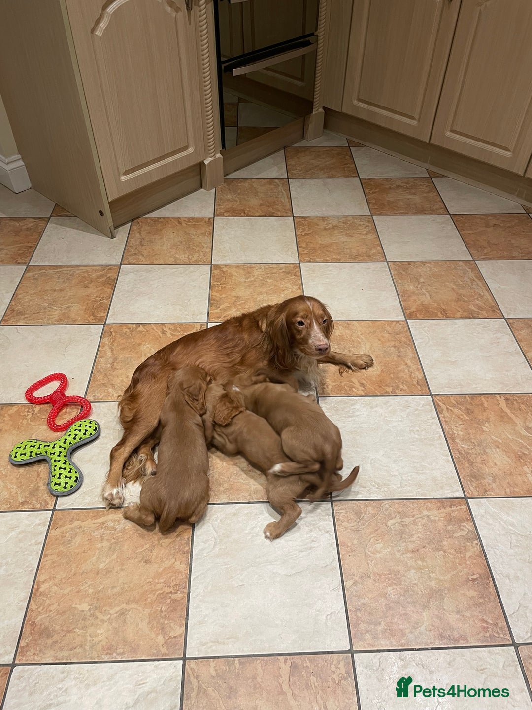Cocker Spaniel dogs for sale: Cocker spaniel puppies  - Image 14