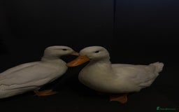 Ducks poultry for sale: Pure white call ducks  - Image 11