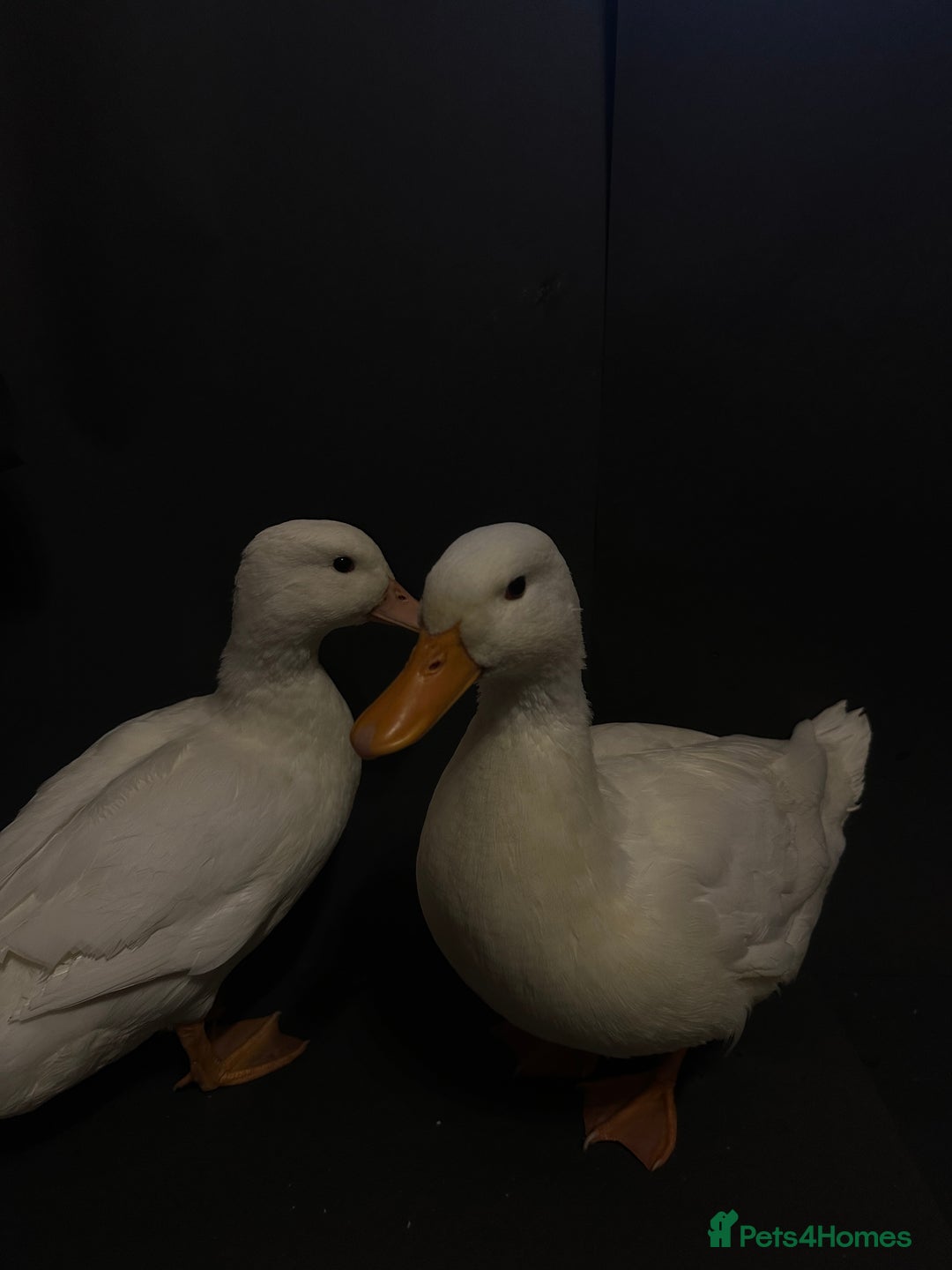 Ducks poultry for sale: Pure white call ducks  - Image 11