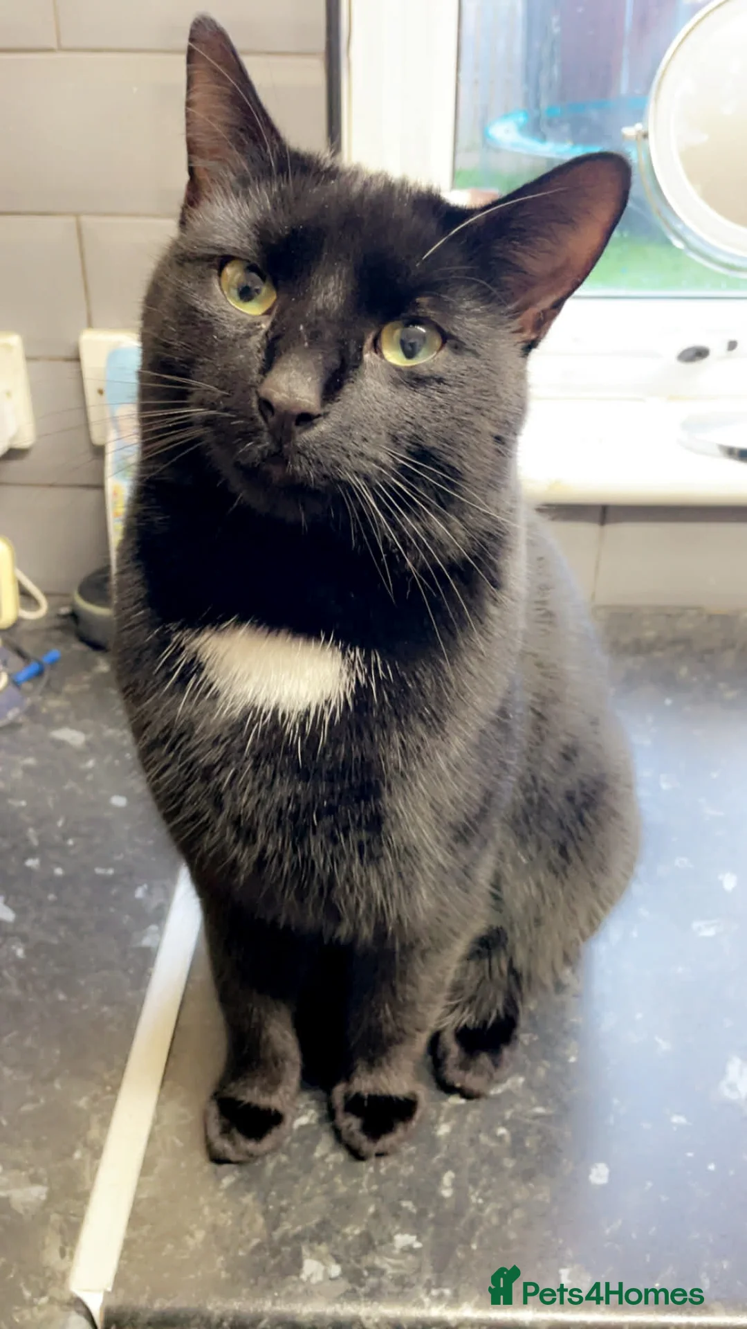 Bombay cats for sale: Beautiful bombay boy binx - Advert 4