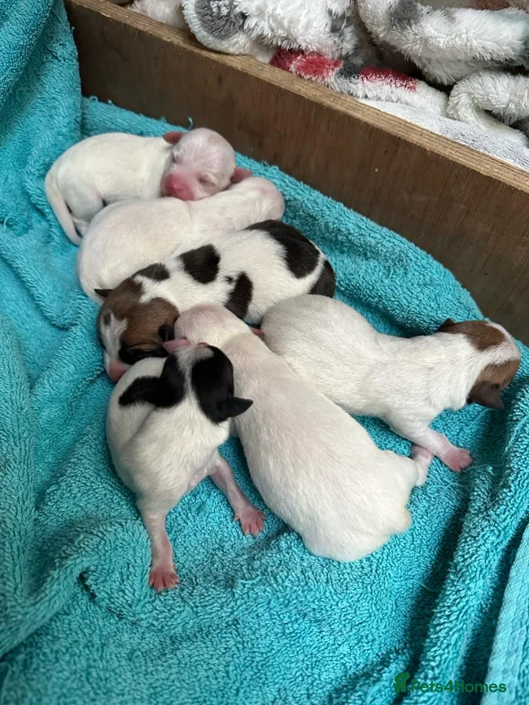 Jack Russell dogs for stud: Handsome Tan miniature Jack Russell for stud in Hemel Hempstead - Advert 13