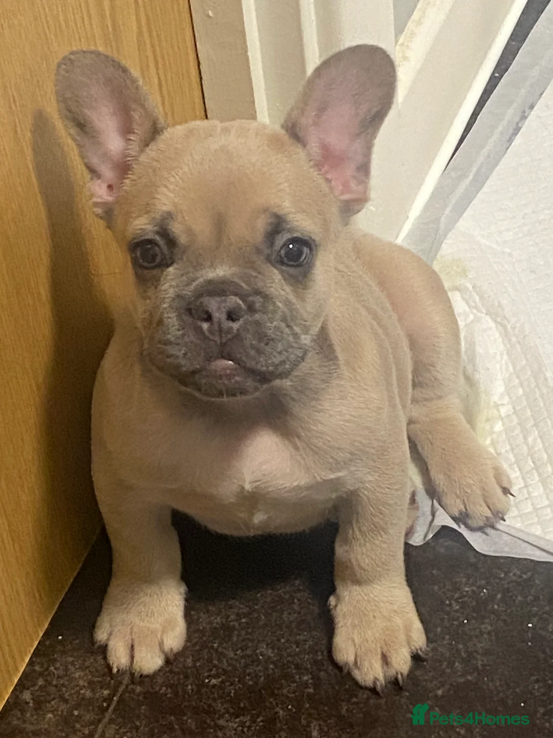French Bulldog dogs for sale: Re-homing French bulldog puppy  - Advert 2